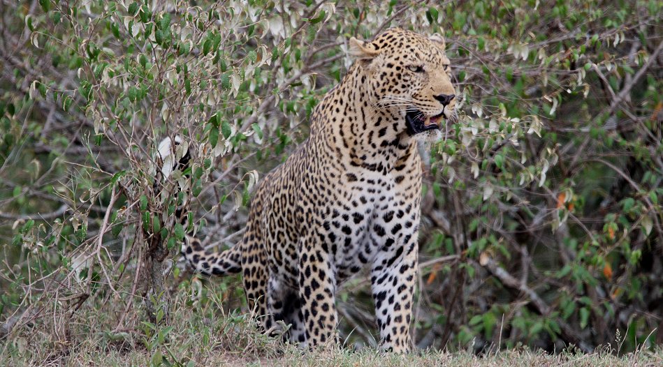 Leopard, männlich