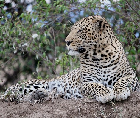 Leopard flieht vor Pavianen