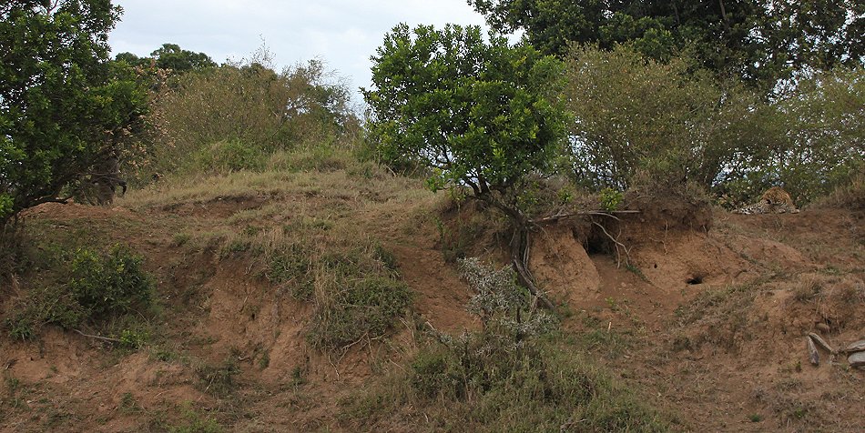 Leopard flieht vor Pavianen