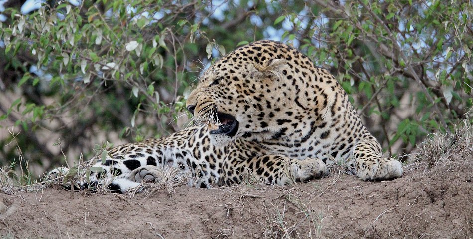 Leopard flieht vor Pavianen
