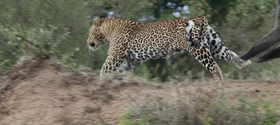 Leopard flieht vor Pavianen