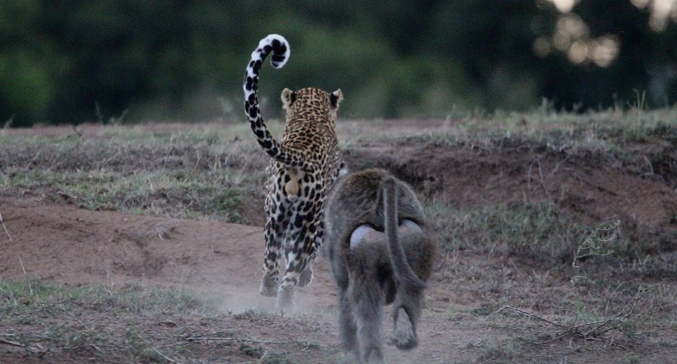Leopard flieht vor Pavianen