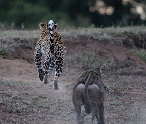 Leopard flieht vor Pavianen