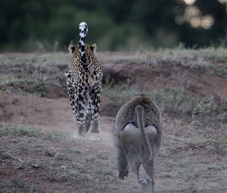 Leopard flieht vor Pavianen