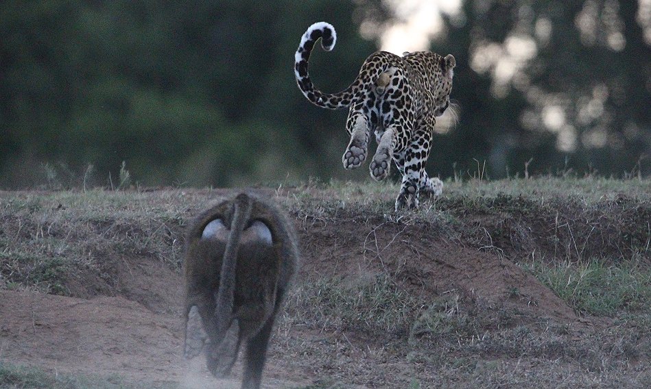 Leopard flieht vor Pavianen