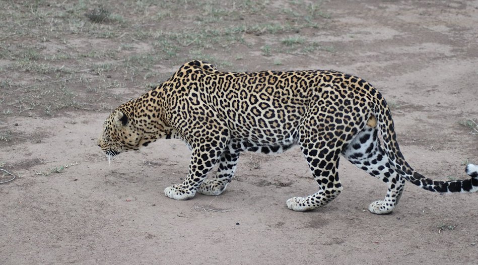 jagender Leopard