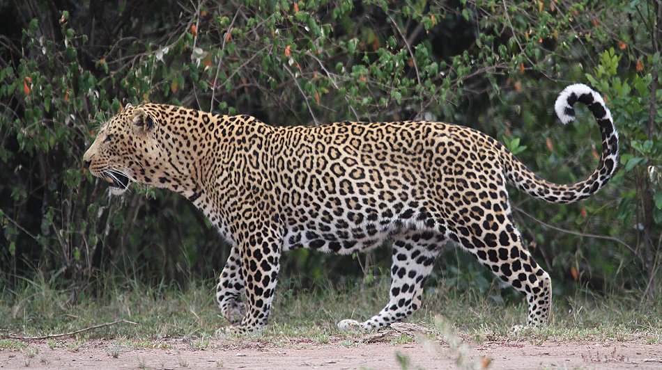 Leopard, männlich
