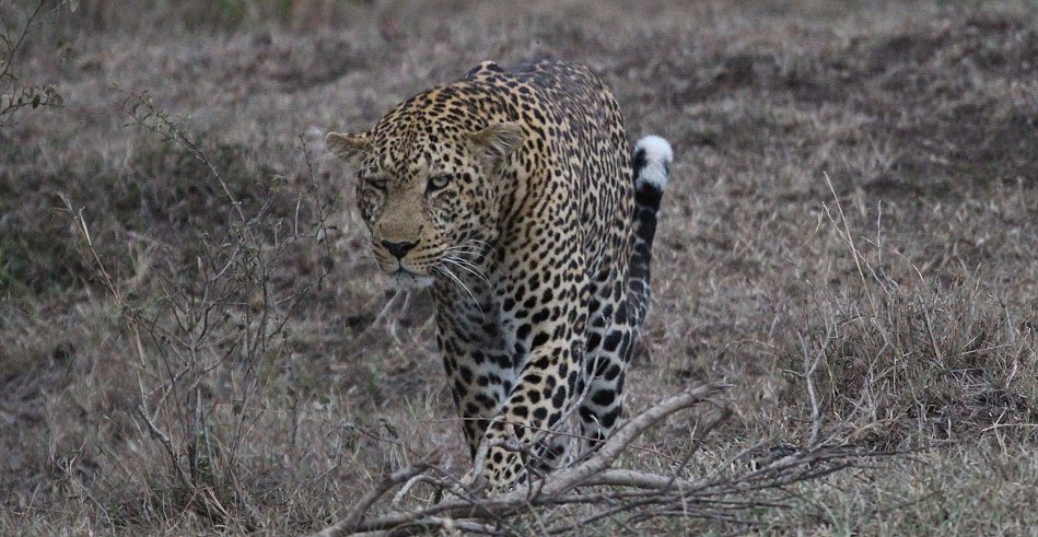 Leopard flieht vor Pavianen
