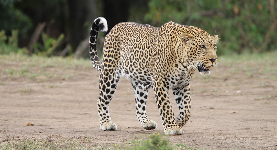 Leopard, männlich