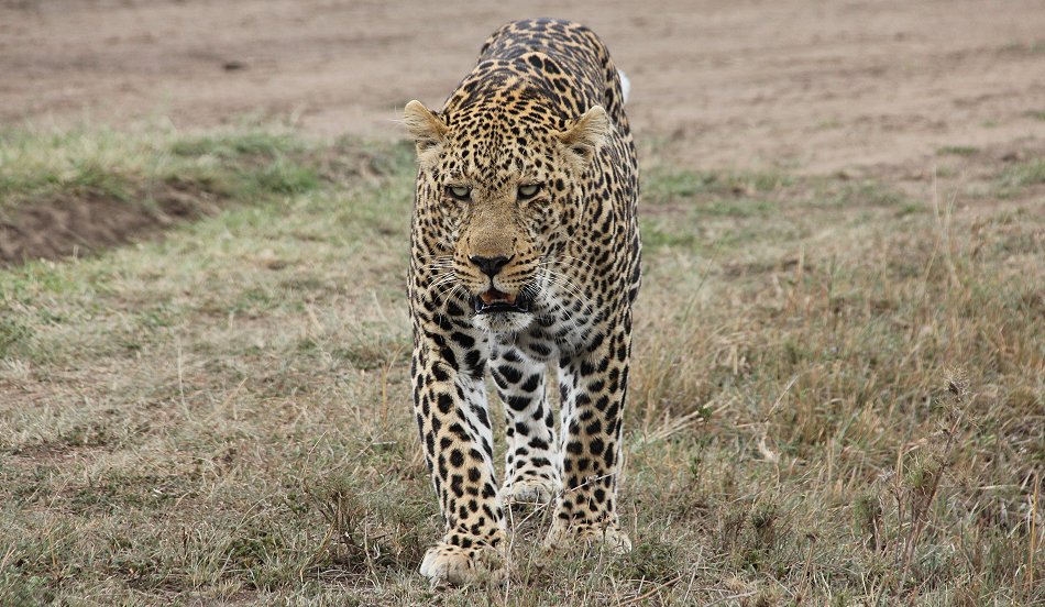 Leopard, männlich