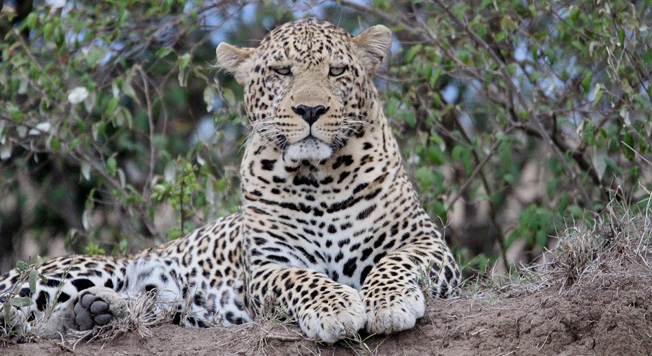 Leoparden Männchen, Masai Mara