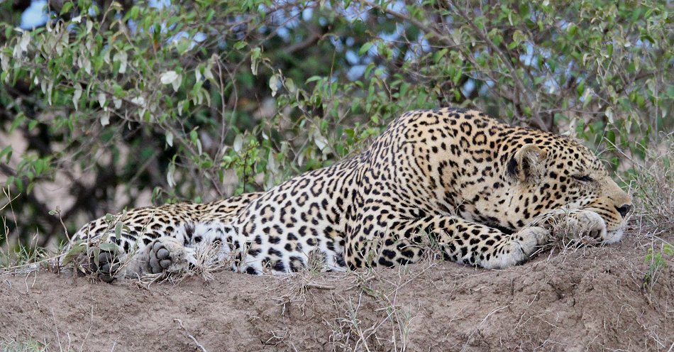 Leoparden Männchen, Masai Mara