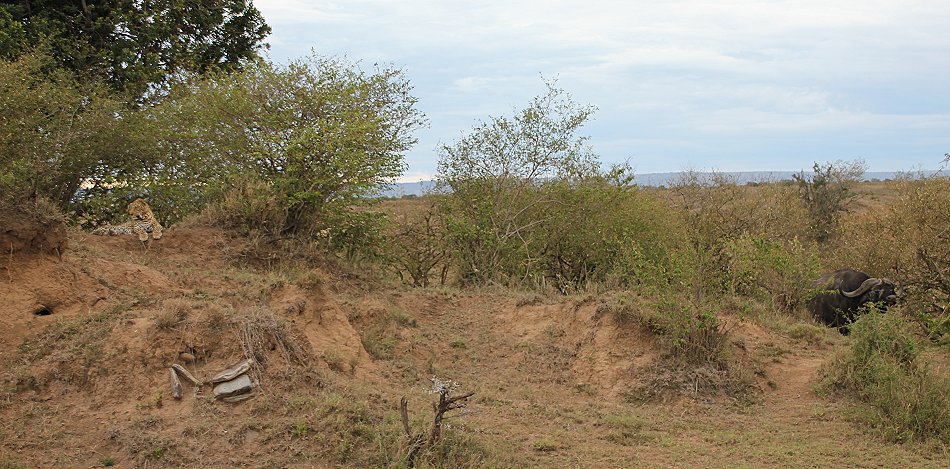 Leoparden Männchen, Masai Mara