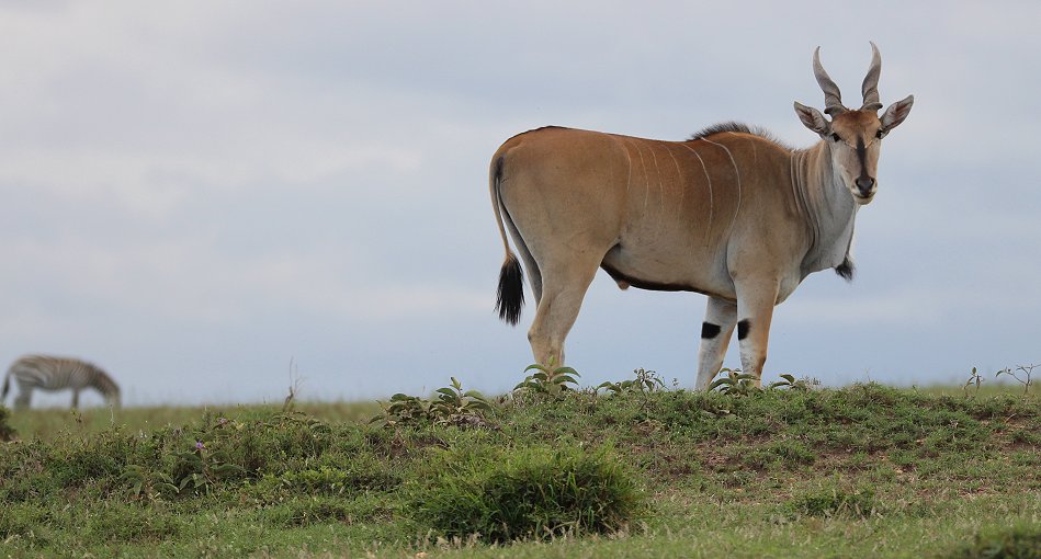 Eland Antilope, Masai Mara