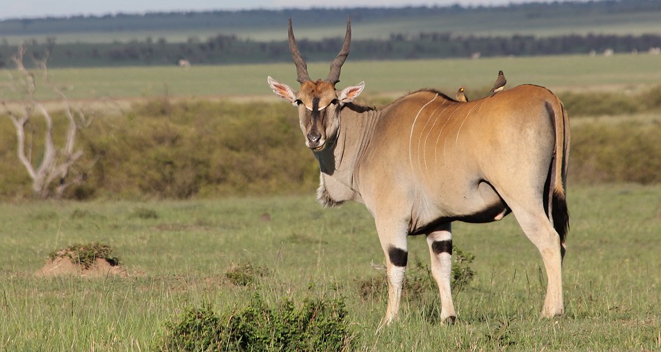 Eland Antilope