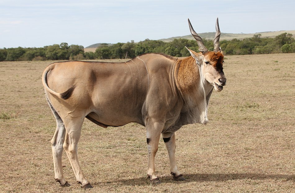 Eland Antilope, Bock