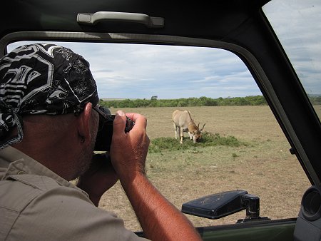Eland Antilope, Bock