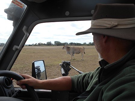 Eland Antilope, Bock