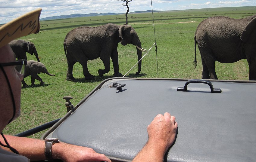 Elefanten, Masai Mara