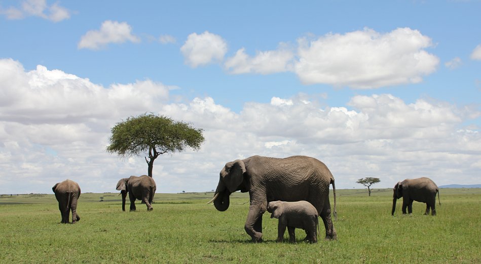 Elefanten, Masai Mara