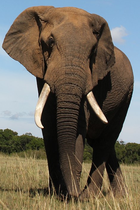 Elefanten Bulle, Mara