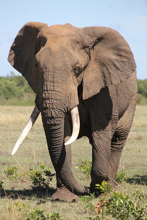 Elefanten Bulle, Mara