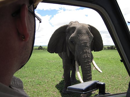 Elefanten, Masai Mara
