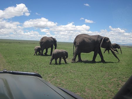 Elefanten, Masai Mara