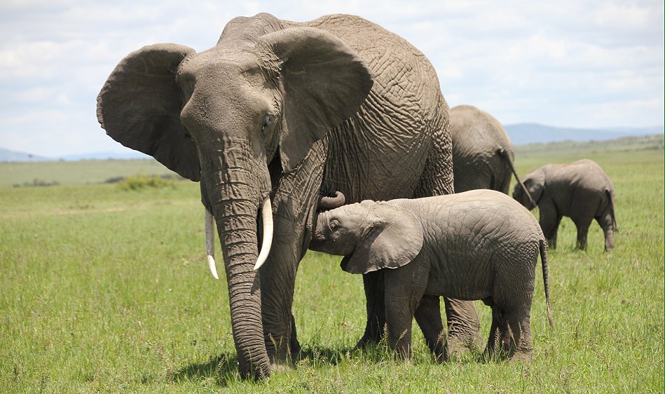 Elefanten, Masai Mara