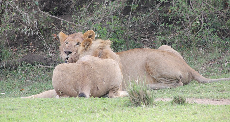 5 junge Löwen Männchen vom Enkuyanai Pride