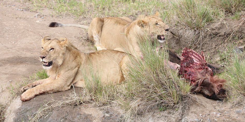 5 junge Löwen Männchen vom Enkuyanai Pride