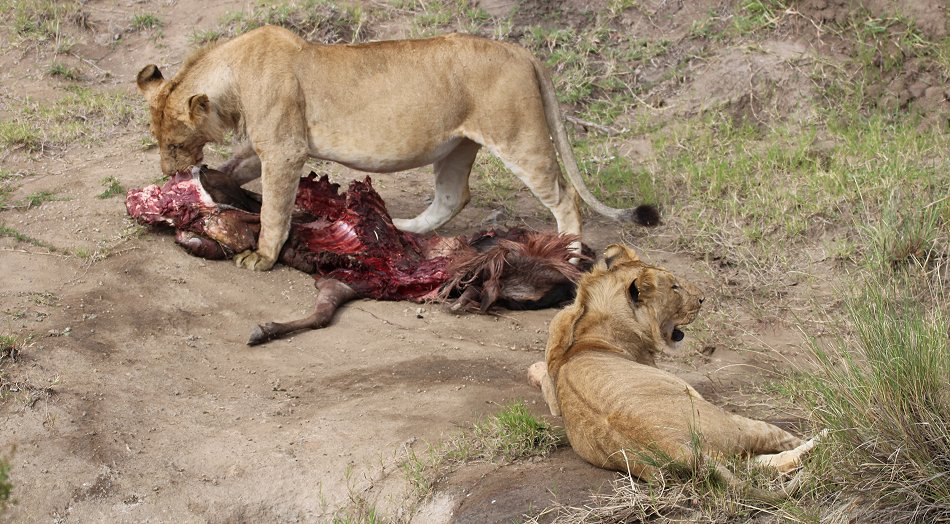 5 junge Löwen Männchen vom Enkuyanai Pride