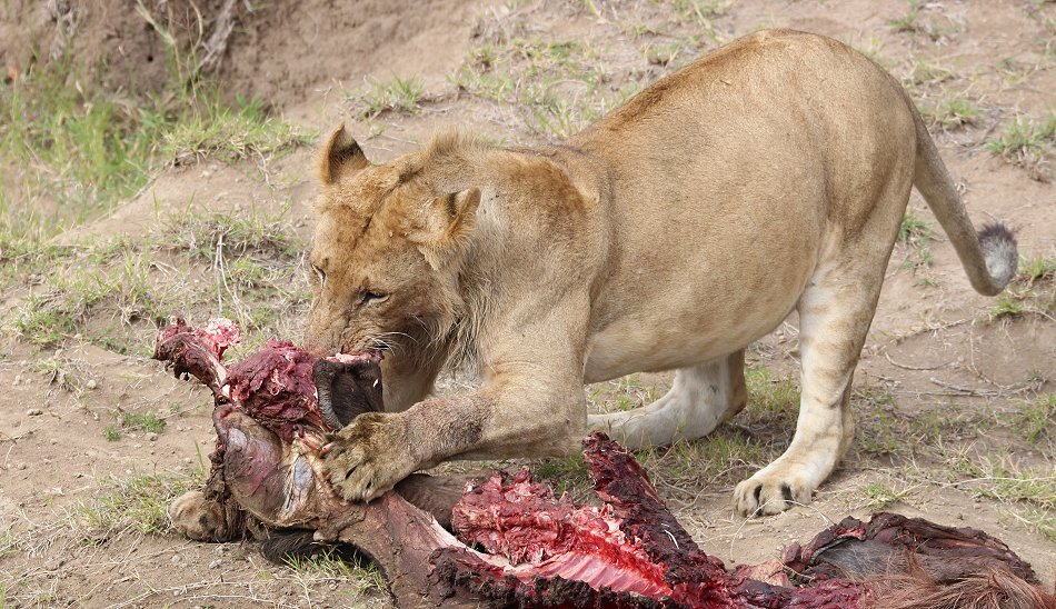 5 junge Löwen Männchen vom Enkuyanai Pride