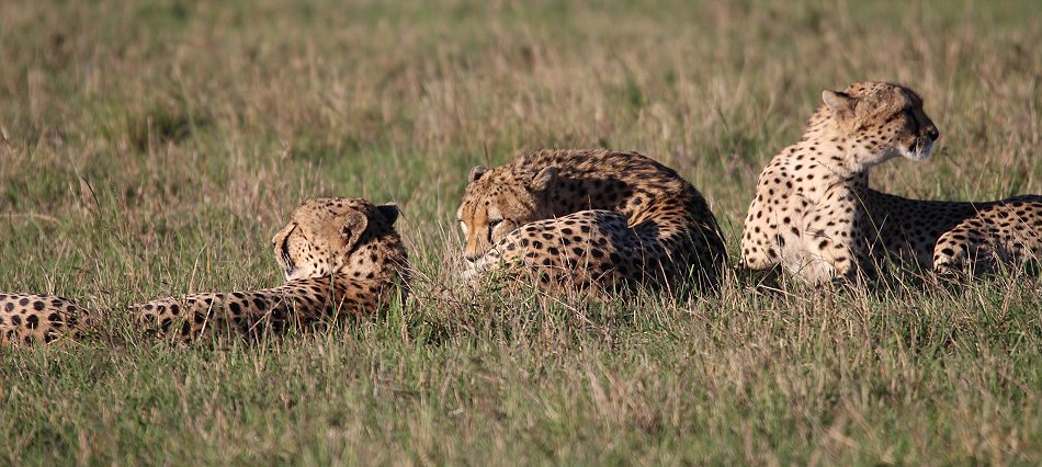 Fast Five, Tano Bora - Masai Mara