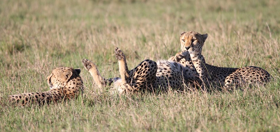 Fast Five, Tano Bora - Masai Mara