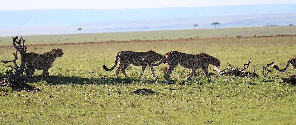 Fast Five, Tano Bora - Masai Mara