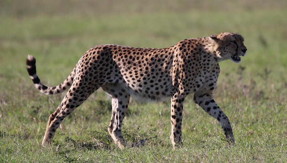 Fast Five, Tano Bora - Masai Mara