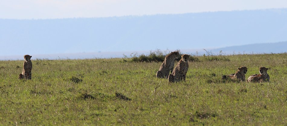 Fast Five, Tano Bora - Masai Mara