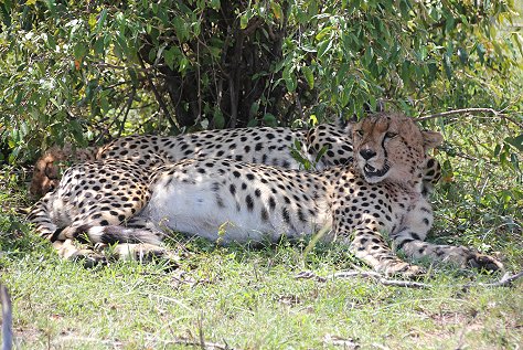 Fast Five, Tano Bora - Masai Mara