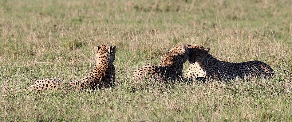 Fast Five, Tano Bora - Masai Mara