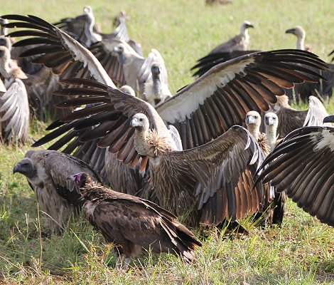Geier, Masai Mara