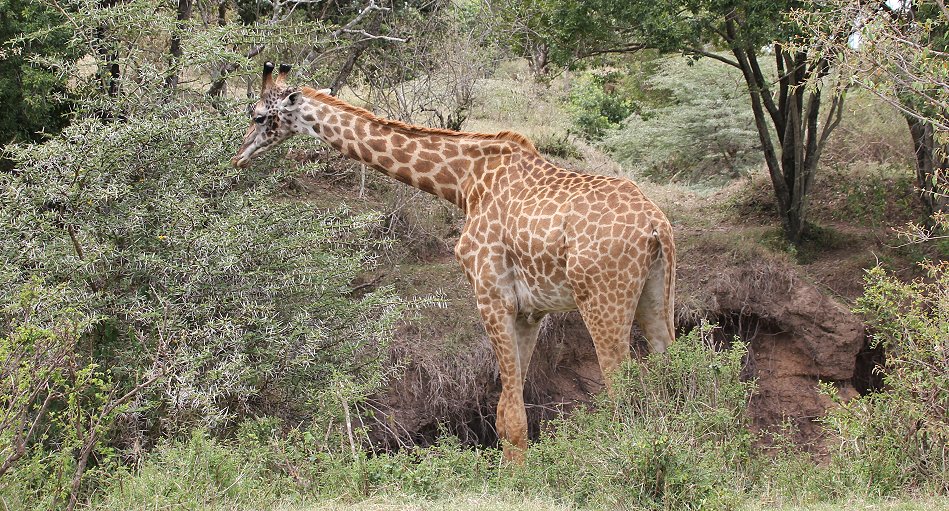 Masai Giraffen