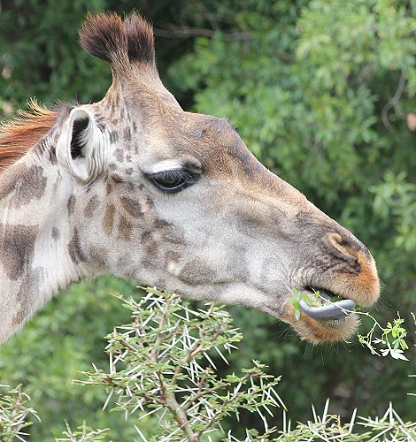 Masai Giraffen