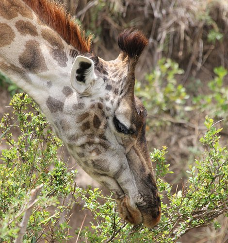 Masai Giraffen