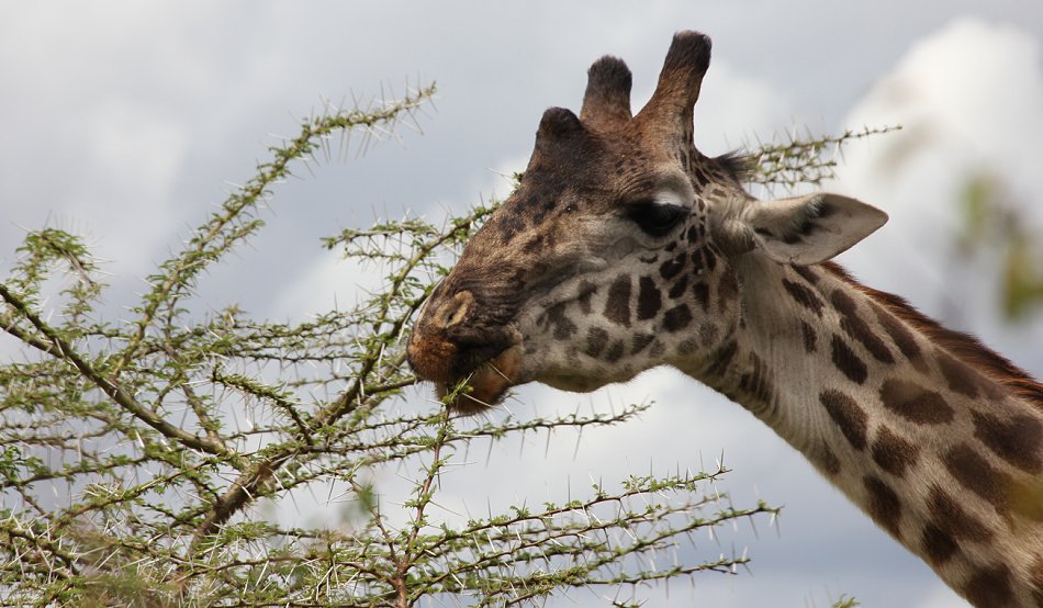 Masai Giraffen