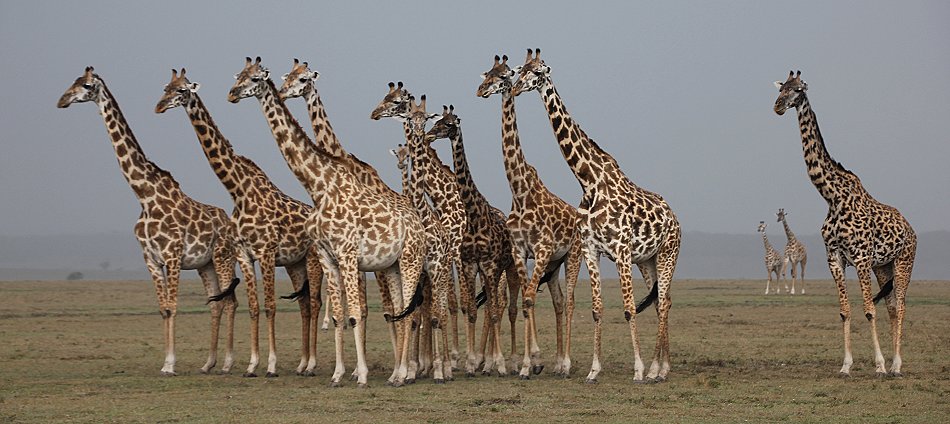 Giraffen im Regen