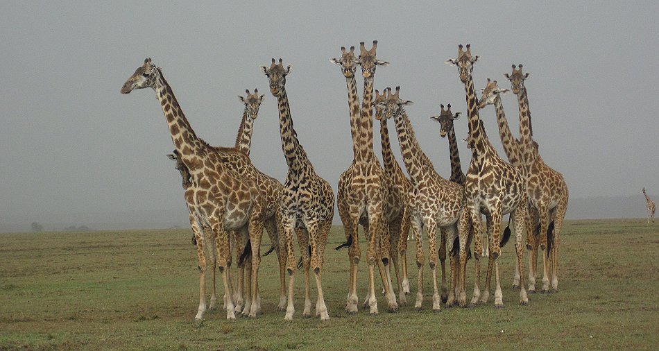 Giraffen im Regen
