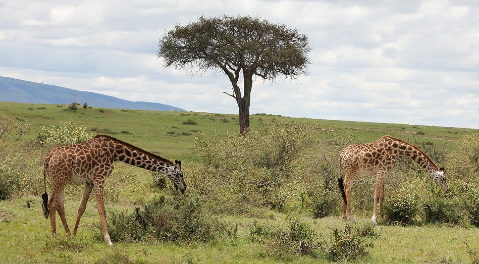 Masai Giraffen