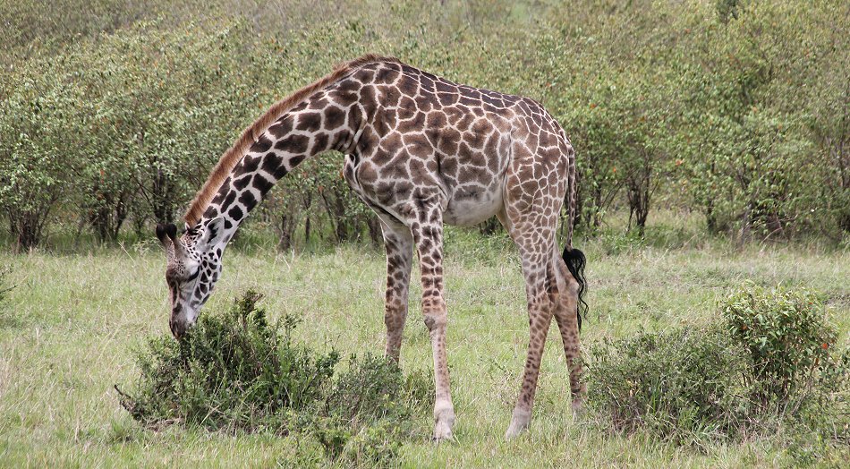 Masai Giraffen