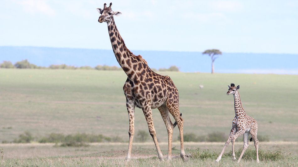Masai Giraffen, Masai Mara